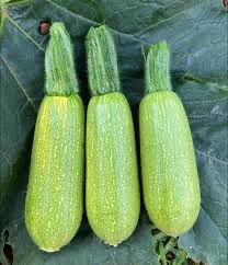 Mini-Kürbis